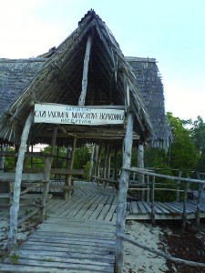 mangrove boardwalk