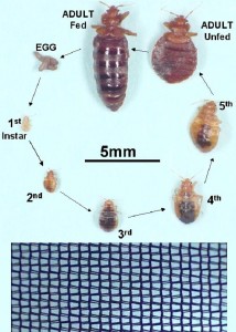 bedbug netting