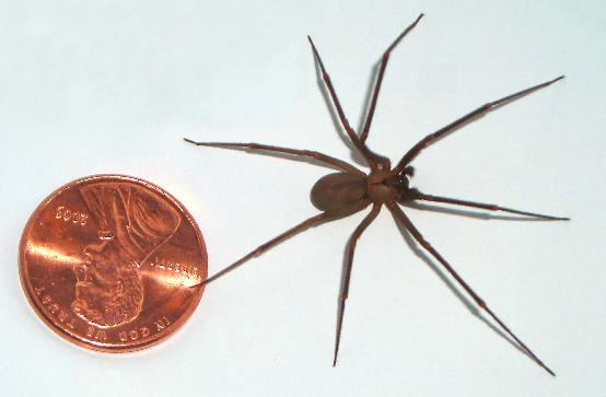 Spider Tent How Do I Spider Proof My House? Expert Tips & Tricks