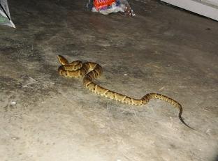 bothrops atrox