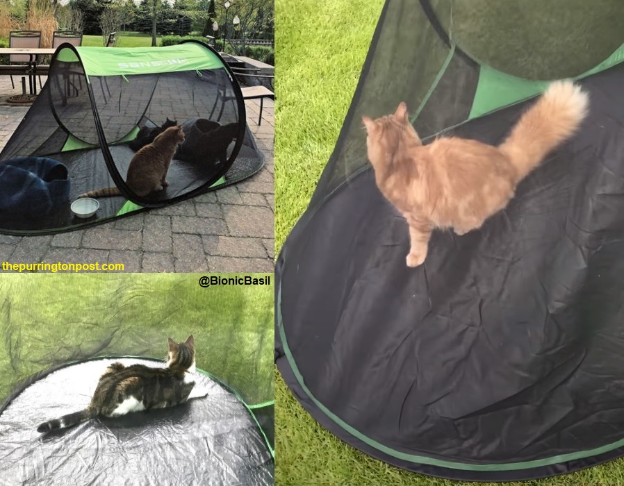 cat tent