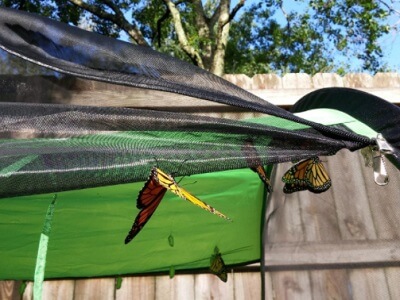 monarch butterfly cage