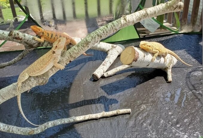 reptile enclosure: bearded dragons sunning in a pet tent